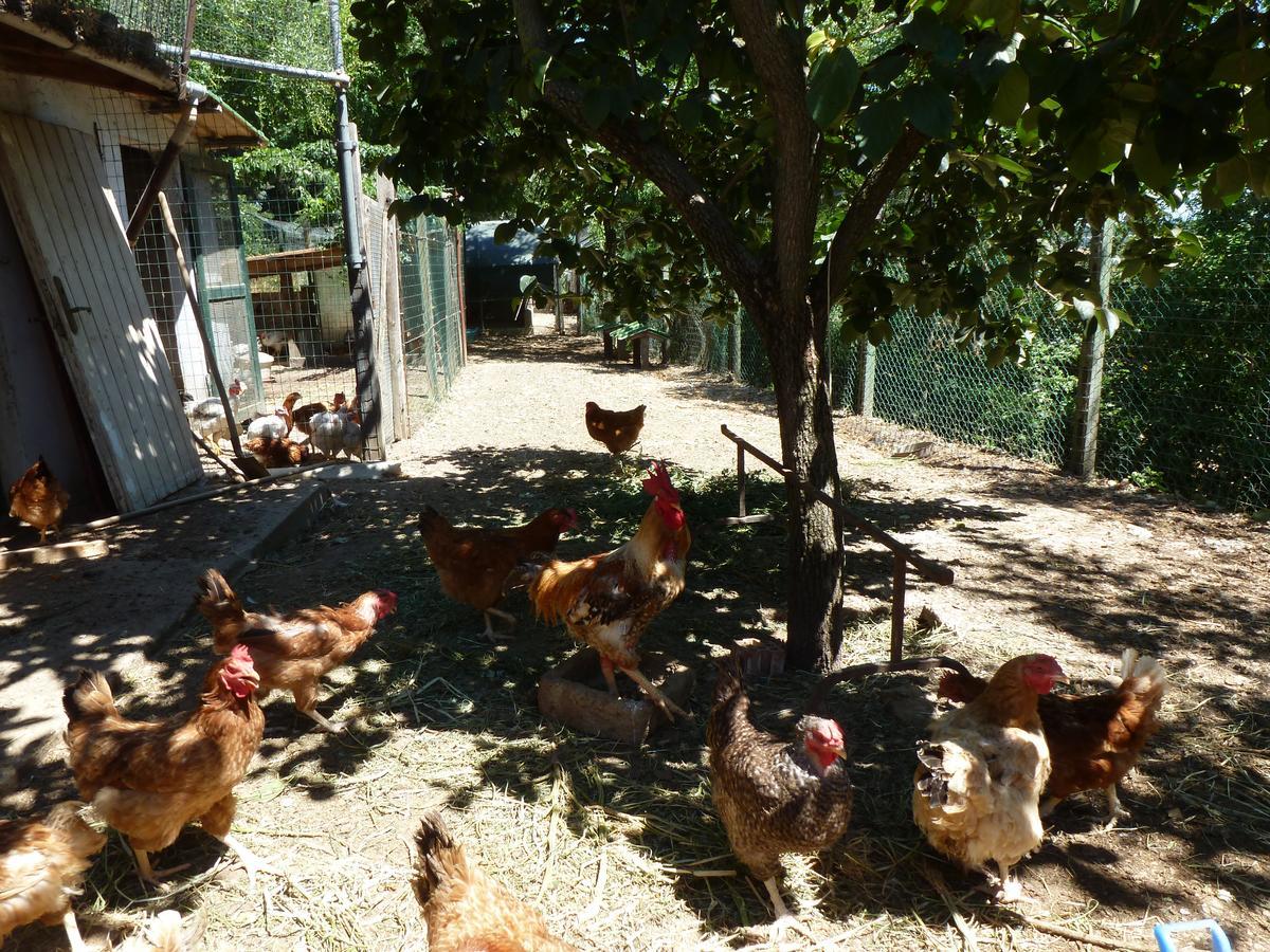 罗西尼亚诺马里蒂莫 Agriturismo San Marco酒店 外观 照片